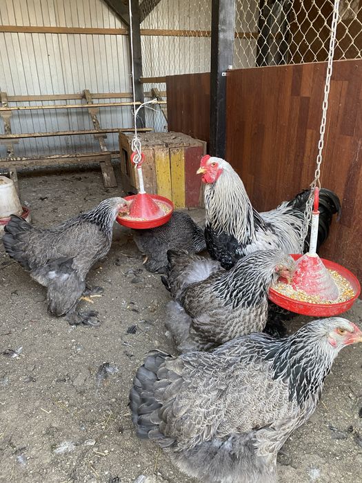 Oua incubat Brahma Herminat inchis