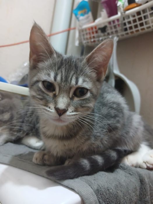 Котенок девочка 3,5 месяца