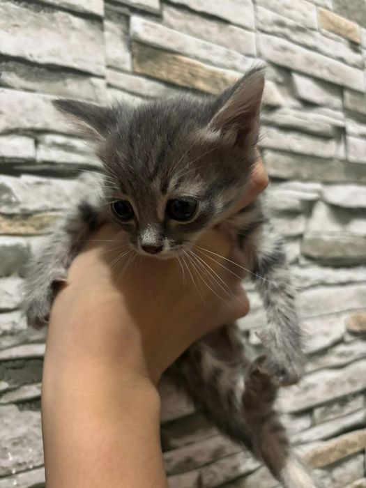 Кошка котёнок  кошка