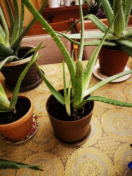 Продам цветы комнатные