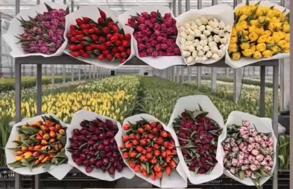 Продам тюльпаны