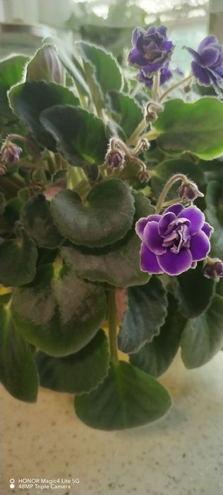 Trei violete africane triple.