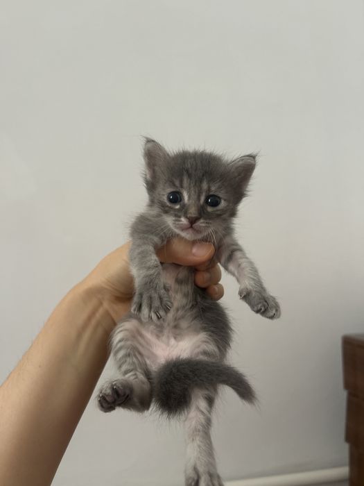 Отдам котят в хорошие руки