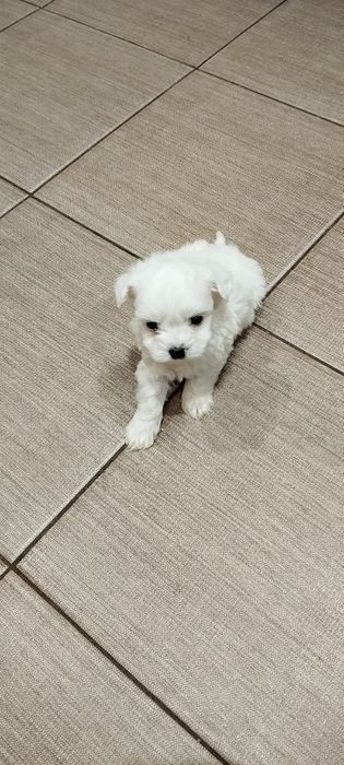 Bichon maltes mini toy