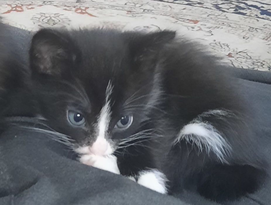 Отдам в добрые руки котят