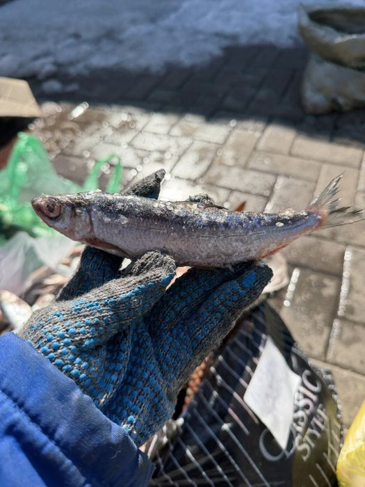 Продам рыбу карась и рипус из Зайсана