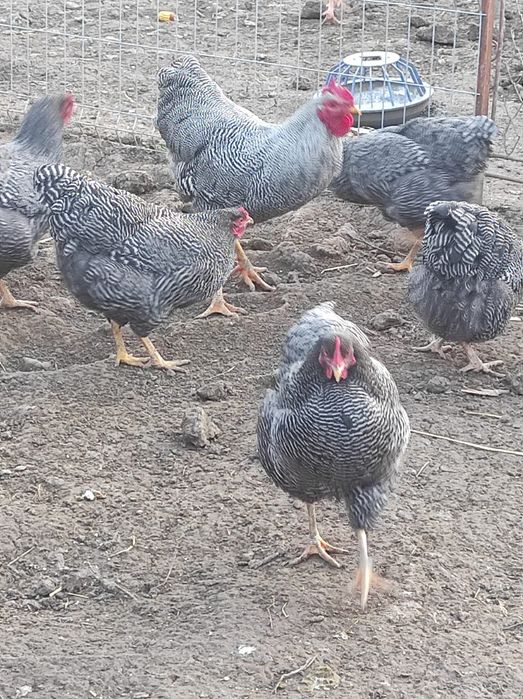 PlyMouth Rock Bar,pui, găini, cocoș,familie