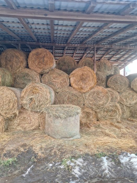 Baloți Lucernă fîn paie de vînzare