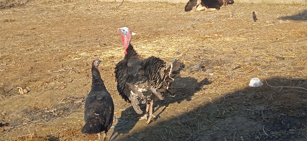 Induk 1ta erkak 1ta qizbola