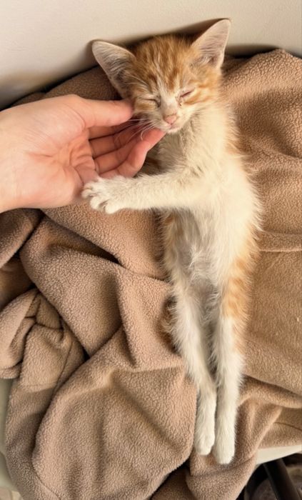 Котёнок (3 месяца)