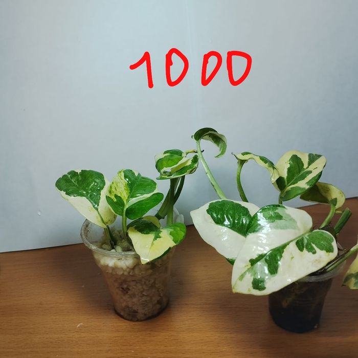 Продам комнатные растения