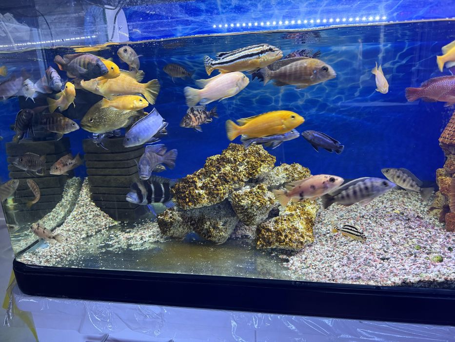 Продам рыб аквариумных