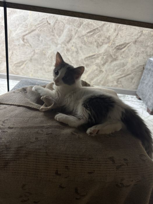 Котята маленькие домашние