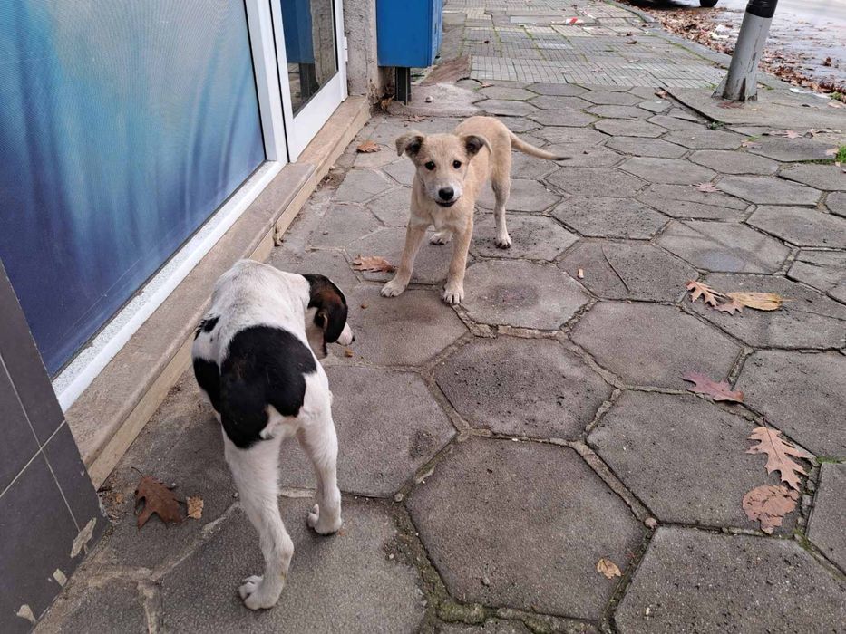 Мъжки кученца търсят дом