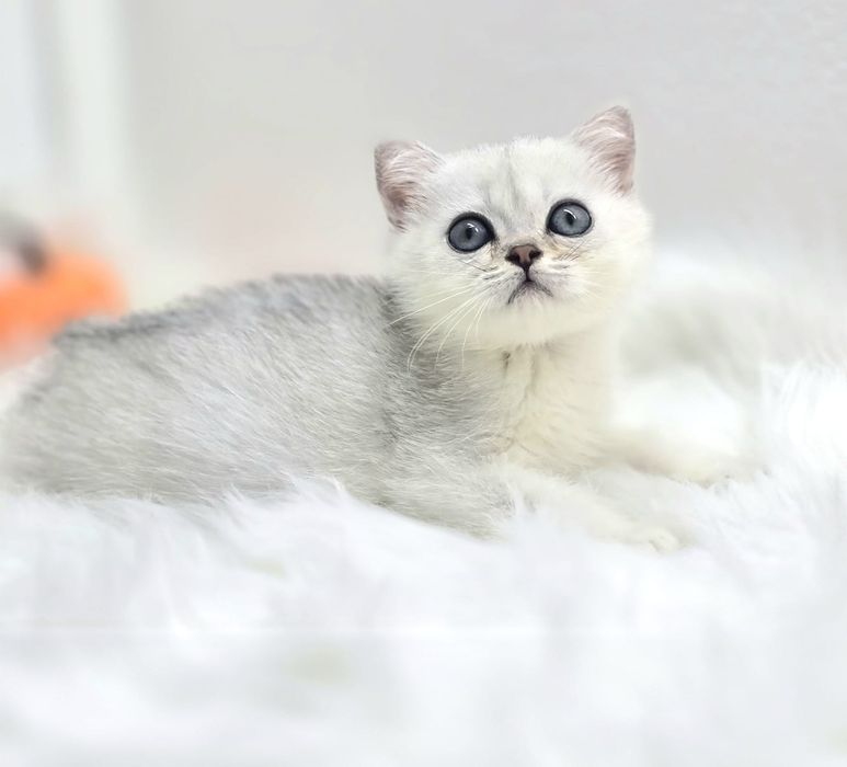 КоТик британский