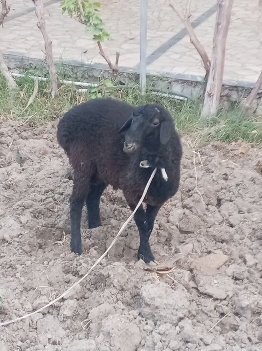 Qara qo'chqor. 8oylik