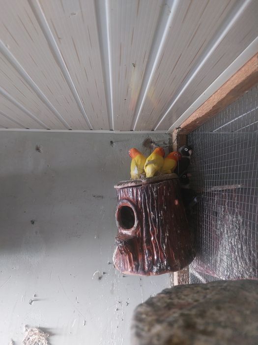 Qushlar  hammasi  sotiladi