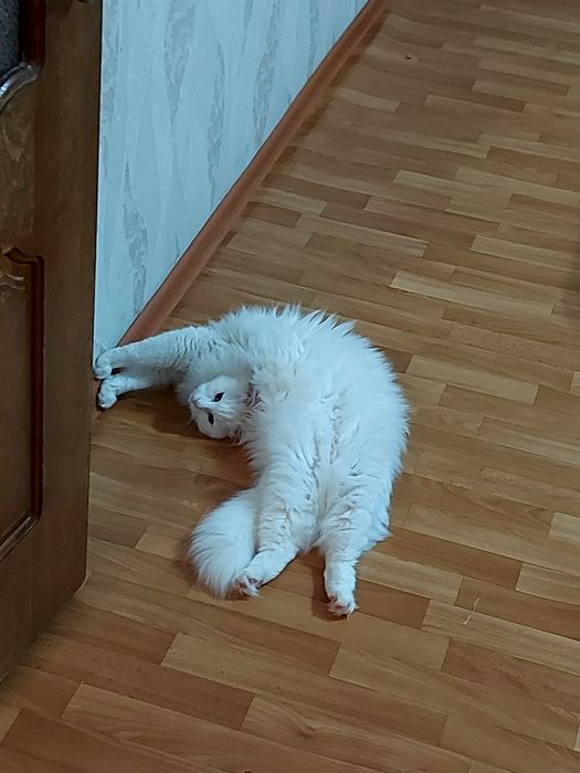 Отдам в добрые руки