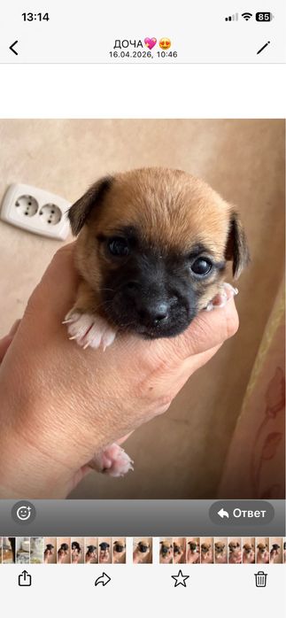 Продам щенят чихуахуа