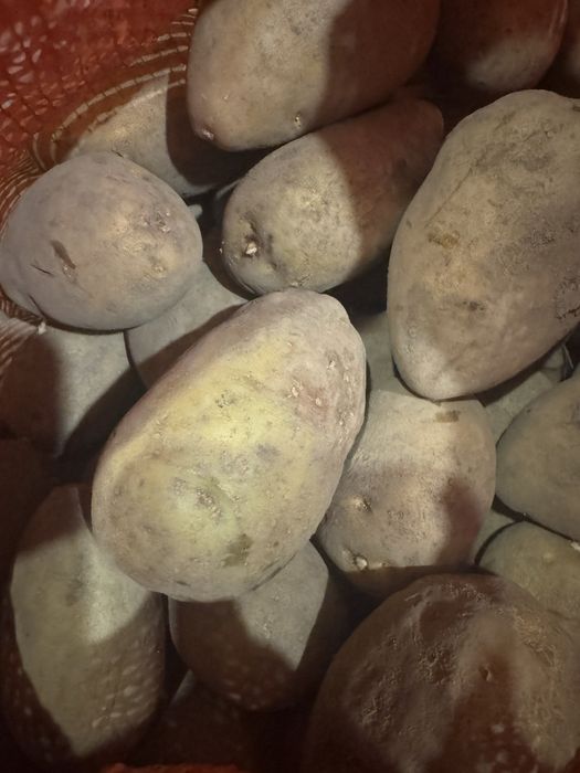 Домашний картофель