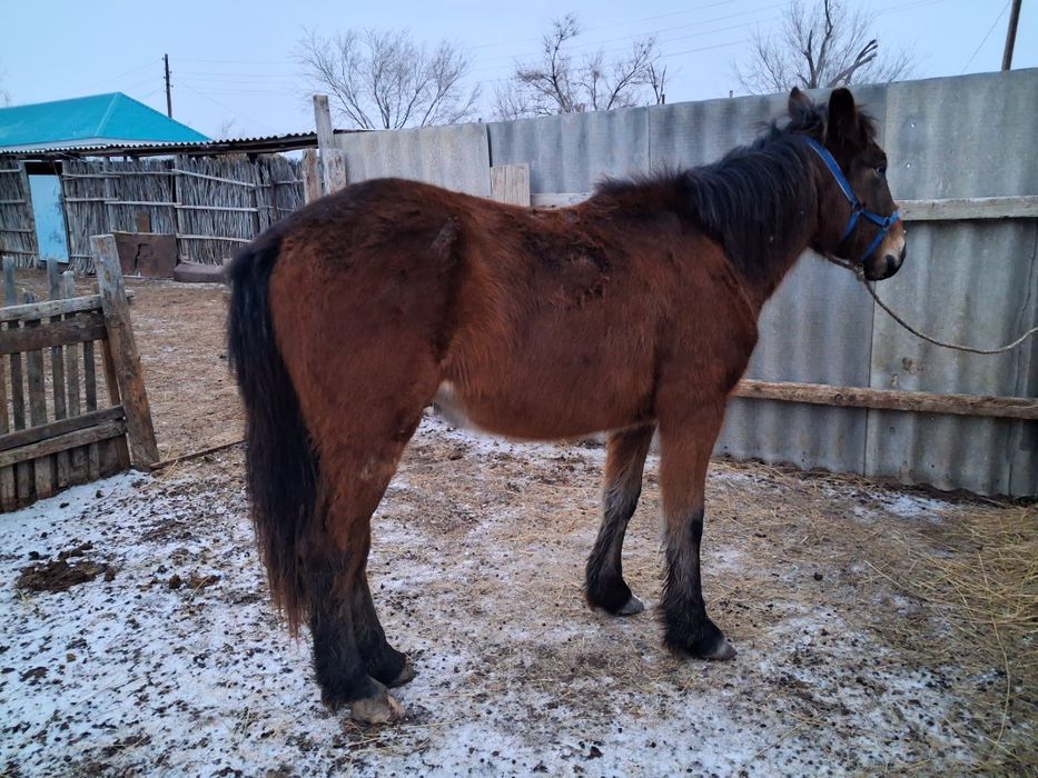 Тай еркек. Сатылады