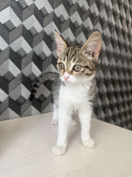 Отдам котенка в добрые руки