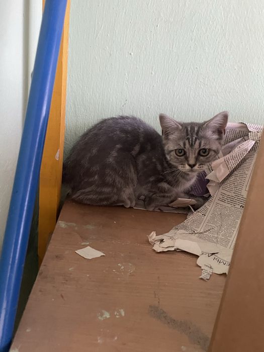 Продается котенок