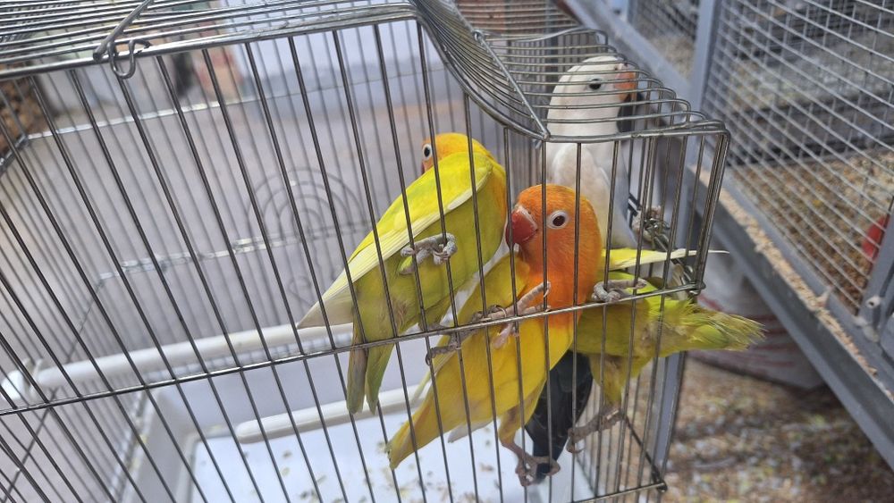 Попугаи неразлучники