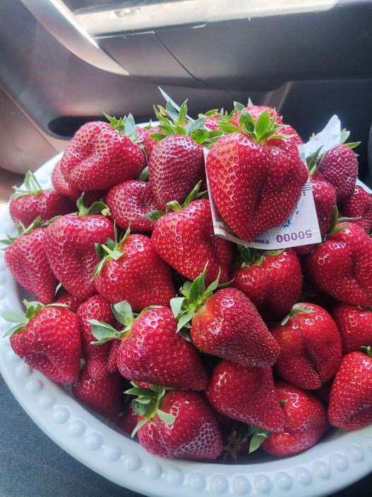 Италиянинг эртапишар альба, клери ва ремонтант мурано  кўчатлари