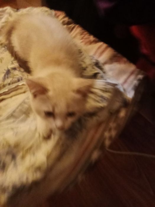 Кошечка ищет дом