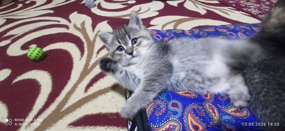 Котята 1.5 месяца. Приучены к лотку