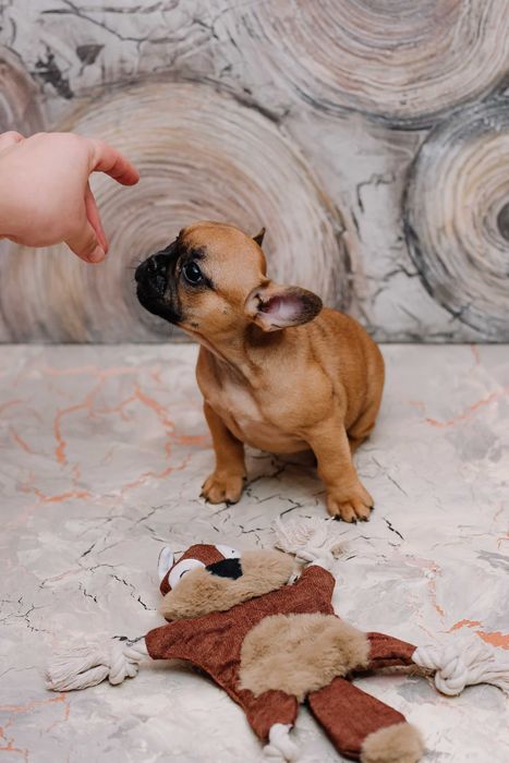 Продается девочка французского бульдога