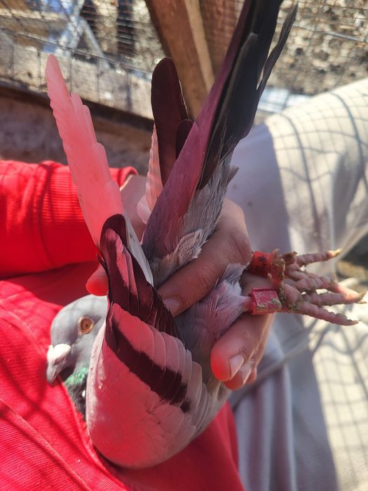 Voiajori de concursuri