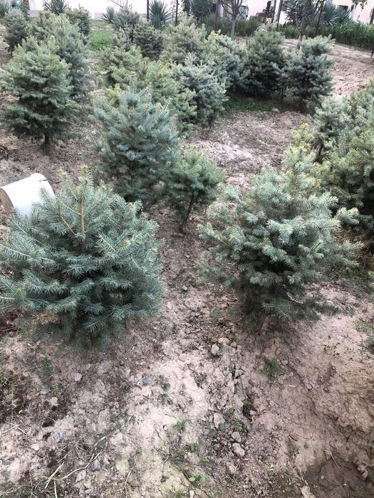 Голубой ель