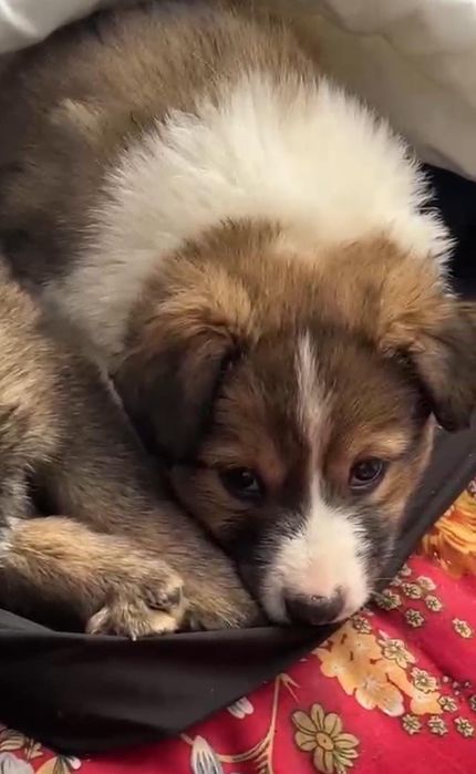 Щенки , бесплатно