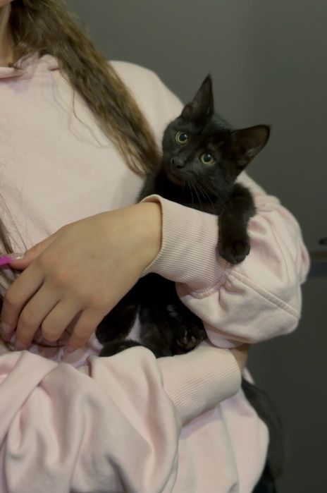 Девочка,котенок в добрые руки