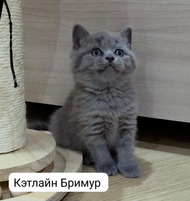 Британские котята из питомника!