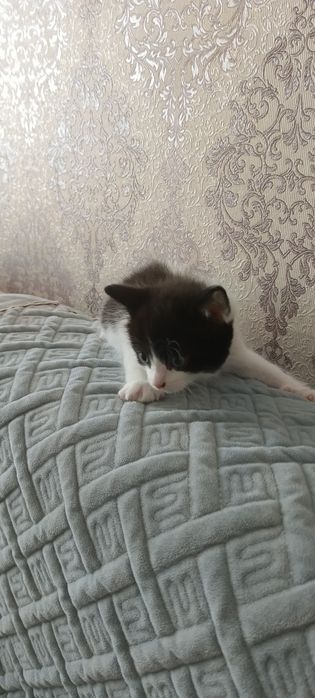 Отдам котенка девочка