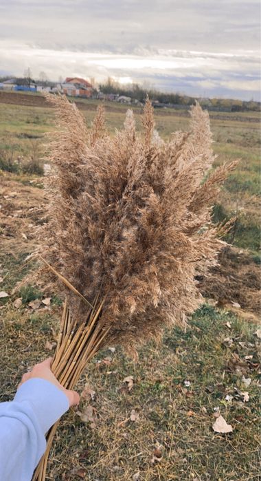 Pampas natural / stuf