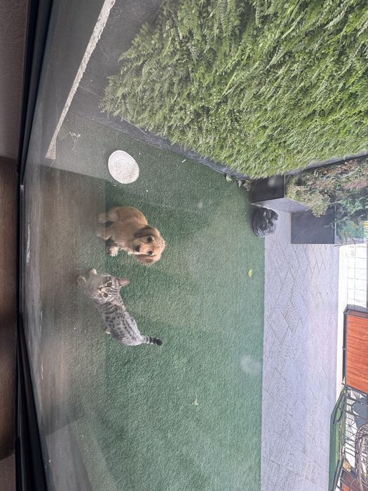 Продается породистый кот