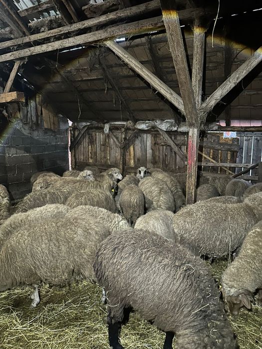 Vând 50 de oi ! Detalii la Nr de telefon !