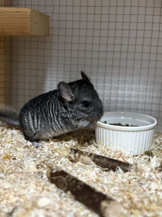 Pui de Chinchilla