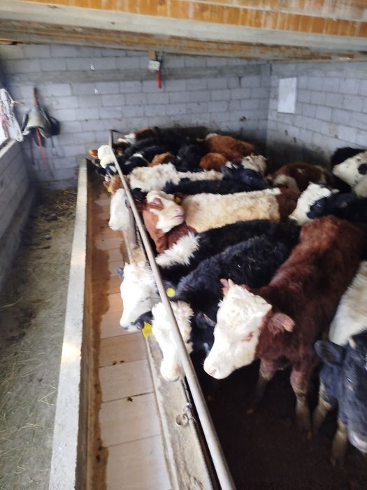 продам подсосы 21 голова