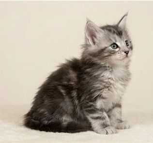 Котята Мейн-Кун - полидакты и классика. Бронь открыта.