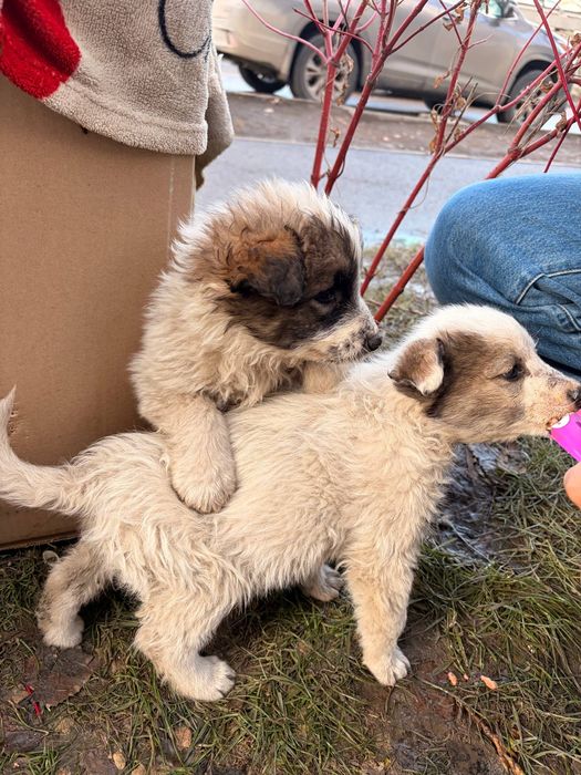 Щенки отдам в добрые руки