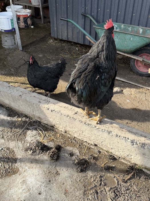 Джерский гиган петух и курочка