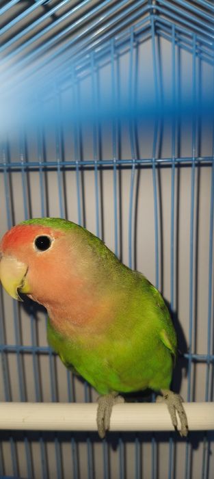 Волнистый Попугай. И неразлучки