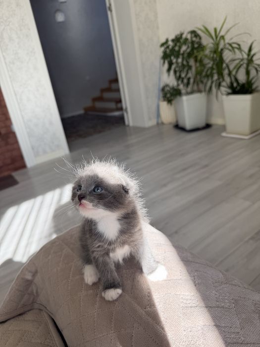 Отдам котят в добрые руки