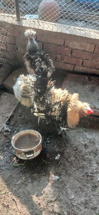 Мини кохин петлета и къдрави