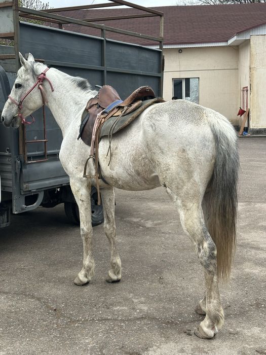 Айгыр жеребец лошадь конь